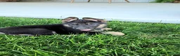 German Shepherd dogs for sale: Lightning - Ad 5