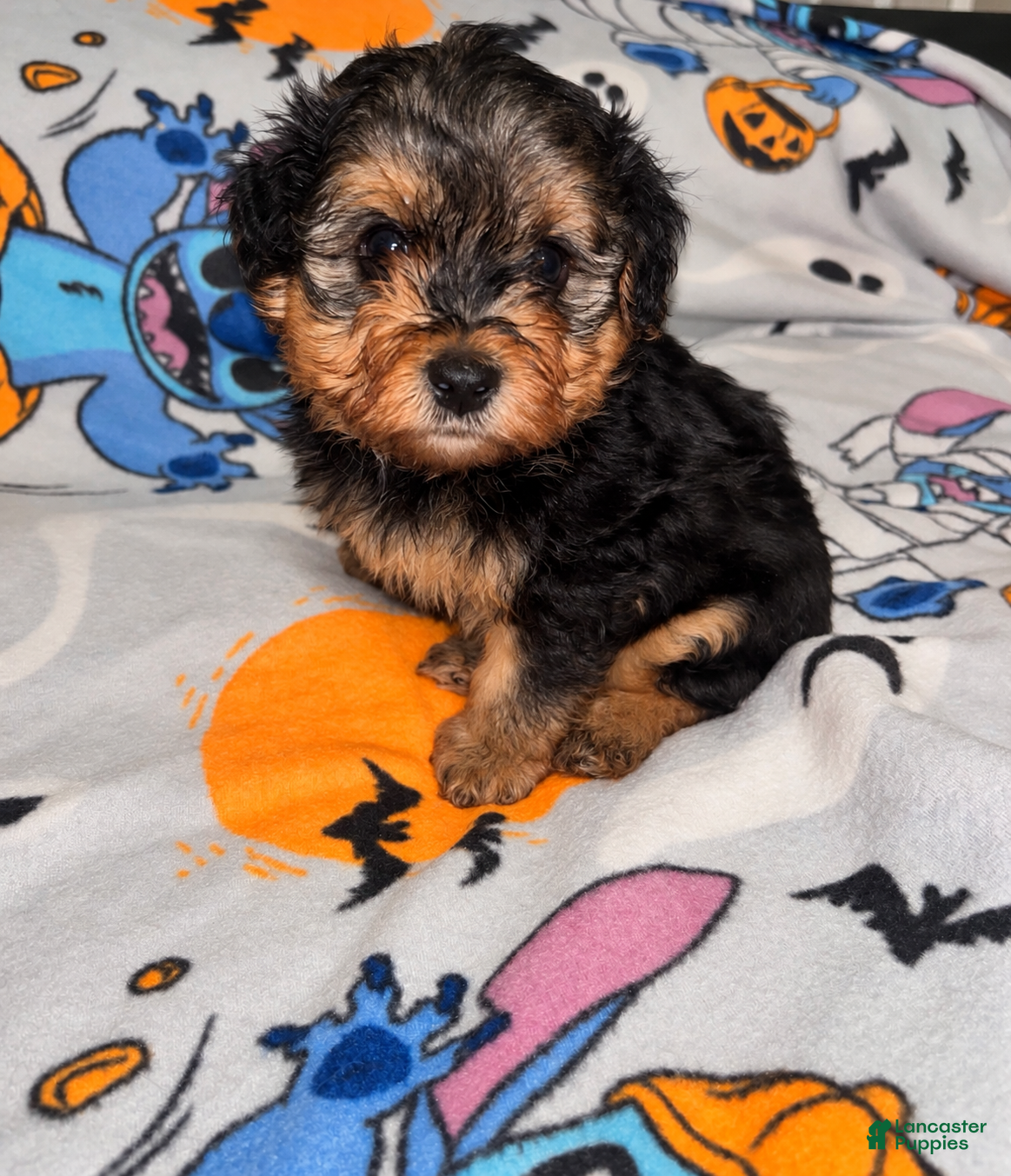 Yorkiepoo dogs for sale: Spanky  - Ad 11