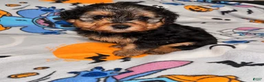 Spanky 
