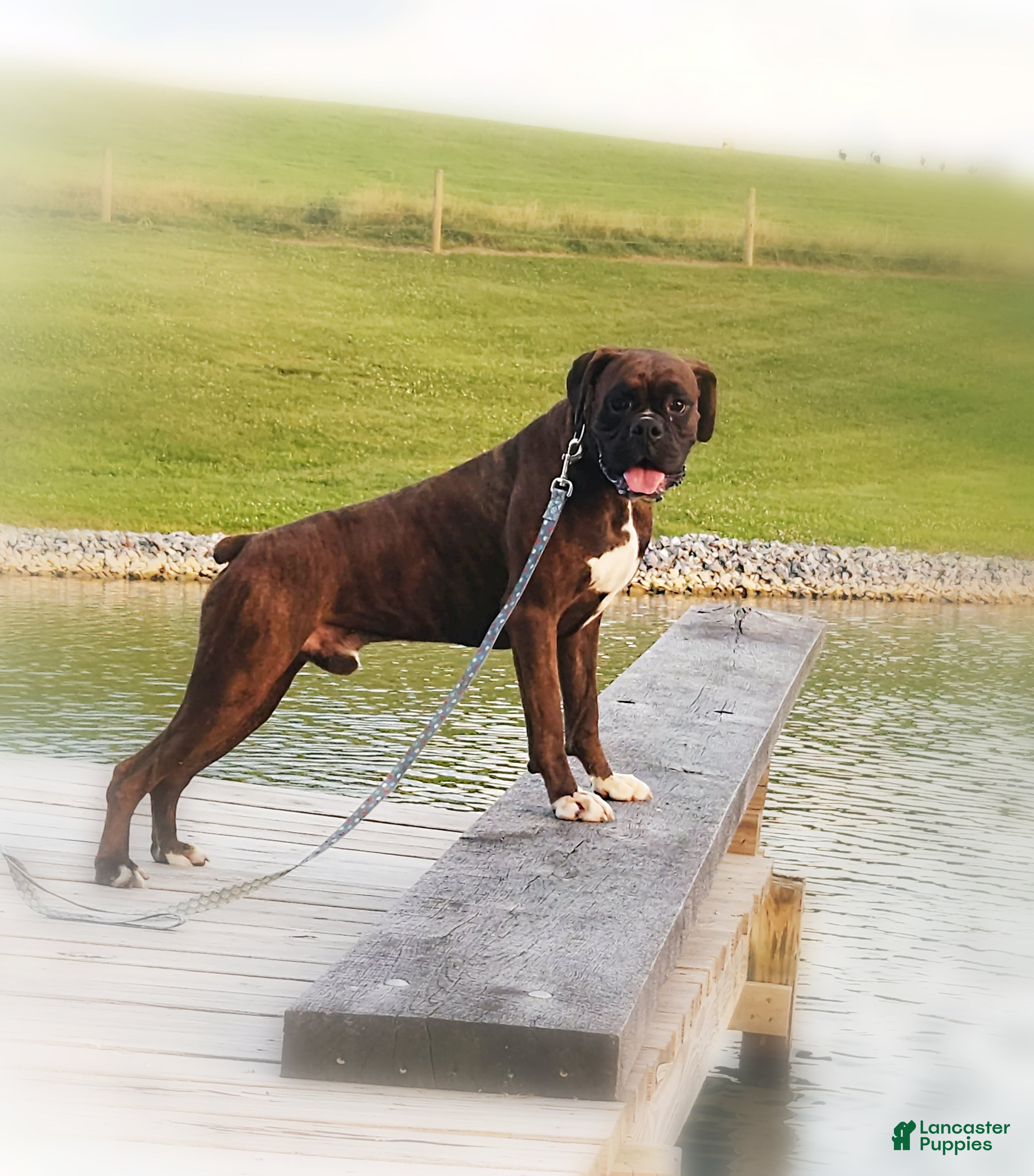Oakside Paws Reese