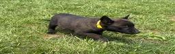 Belgian Malinois dogs for sale: Cleveland - Ad 12