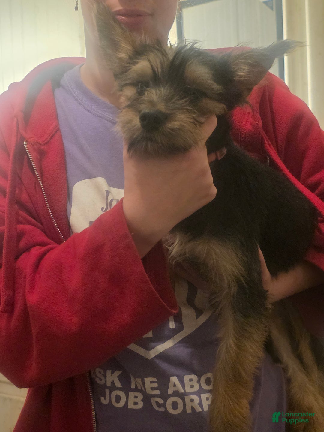 Mixed Breed dogs for sale: Mia - Ad 5