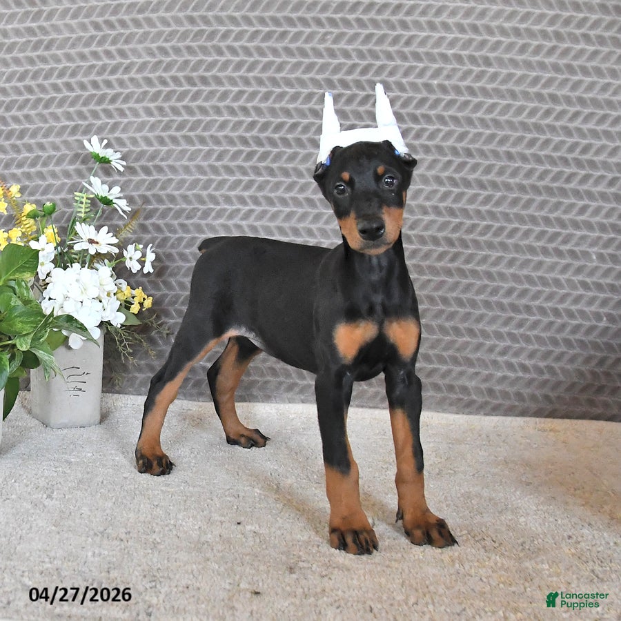 Doberman Pinscher dogs Maya  - Ad 1