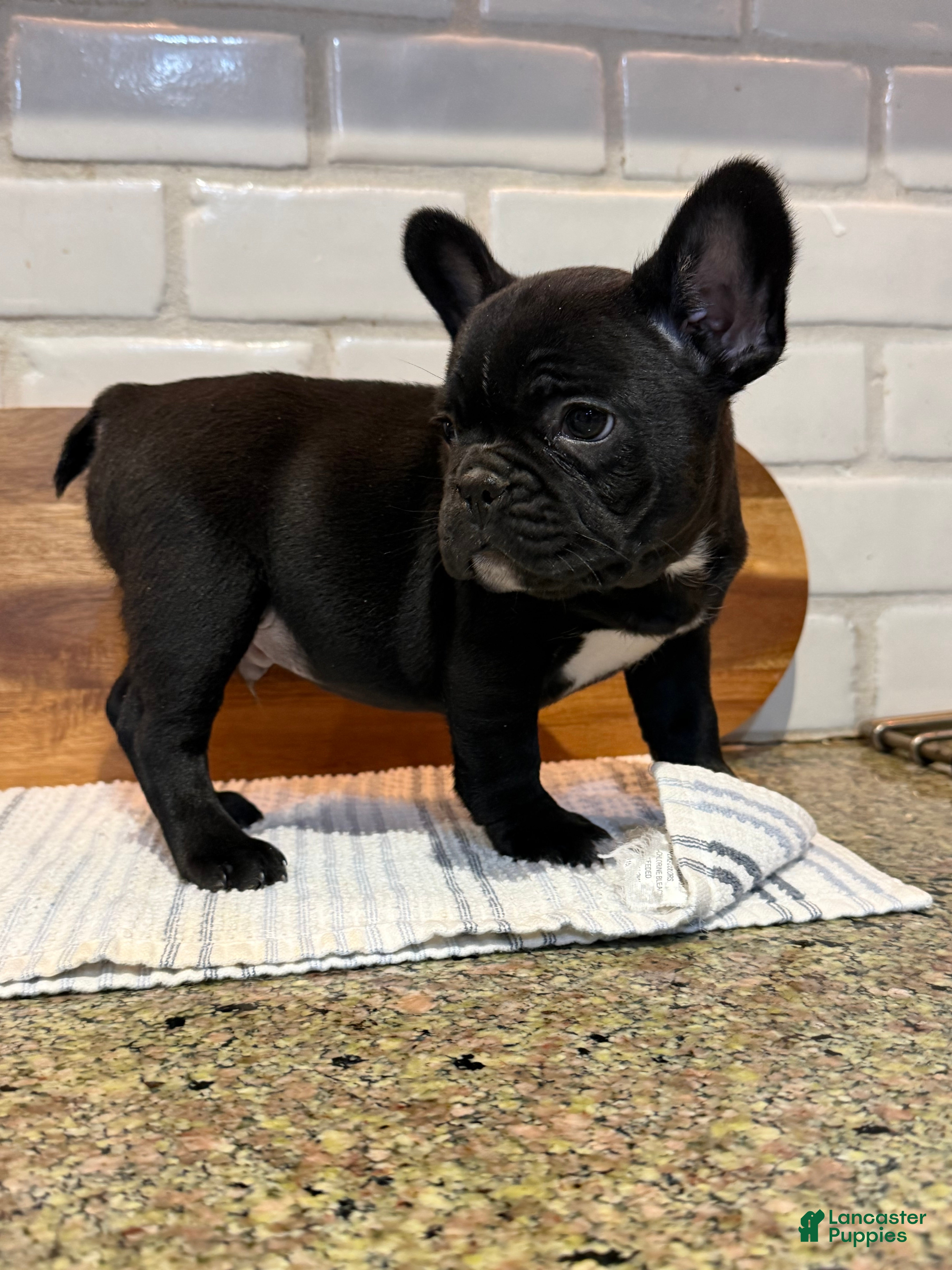 French Bulldog dogs for sale: Kevin! - Ad 2