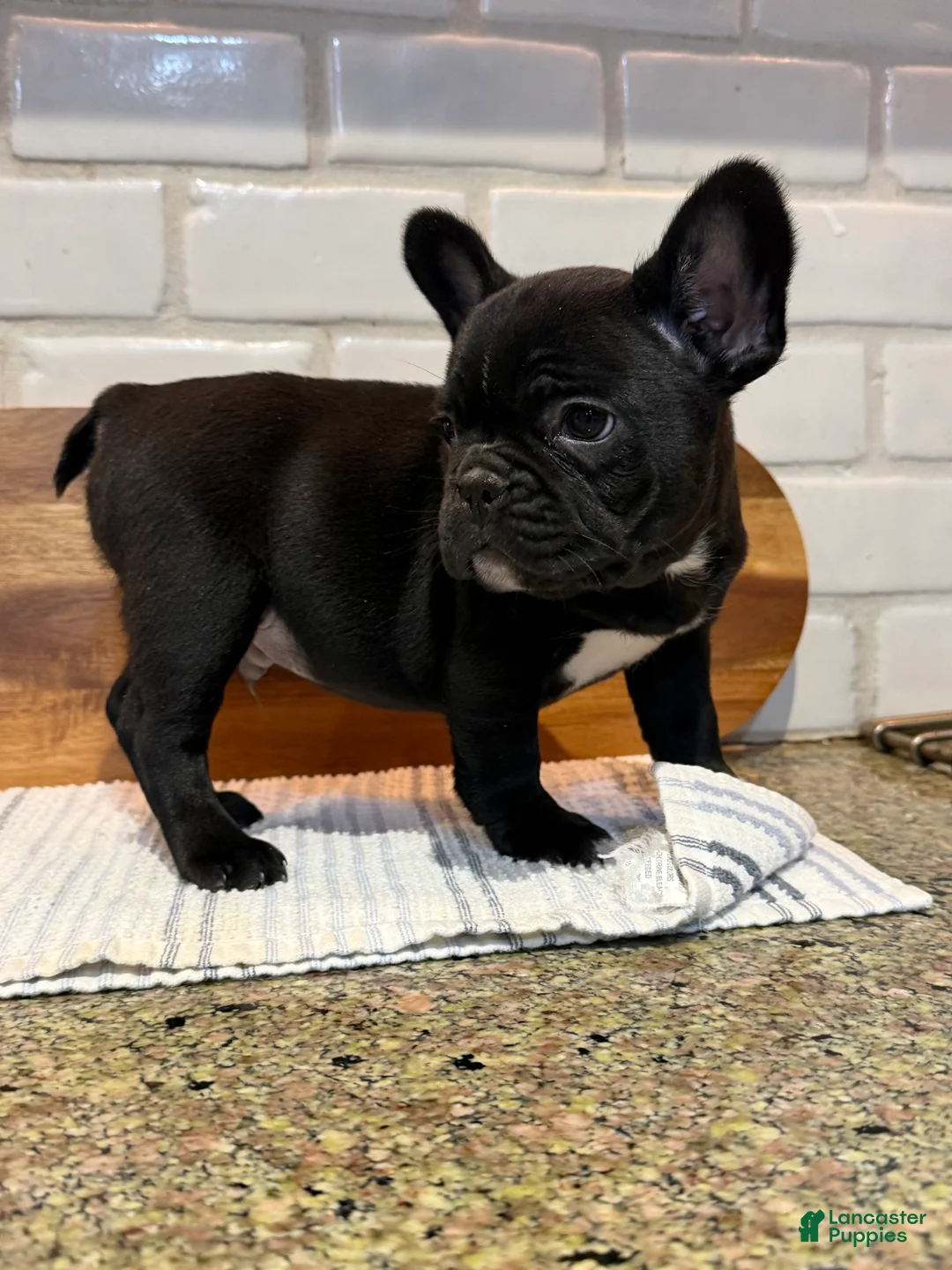 French Bulldog dogs for sale: Kevin! - Ad 1