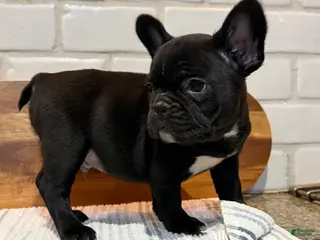 French Bulldog dogs for sale: Kevin! - Ad 2