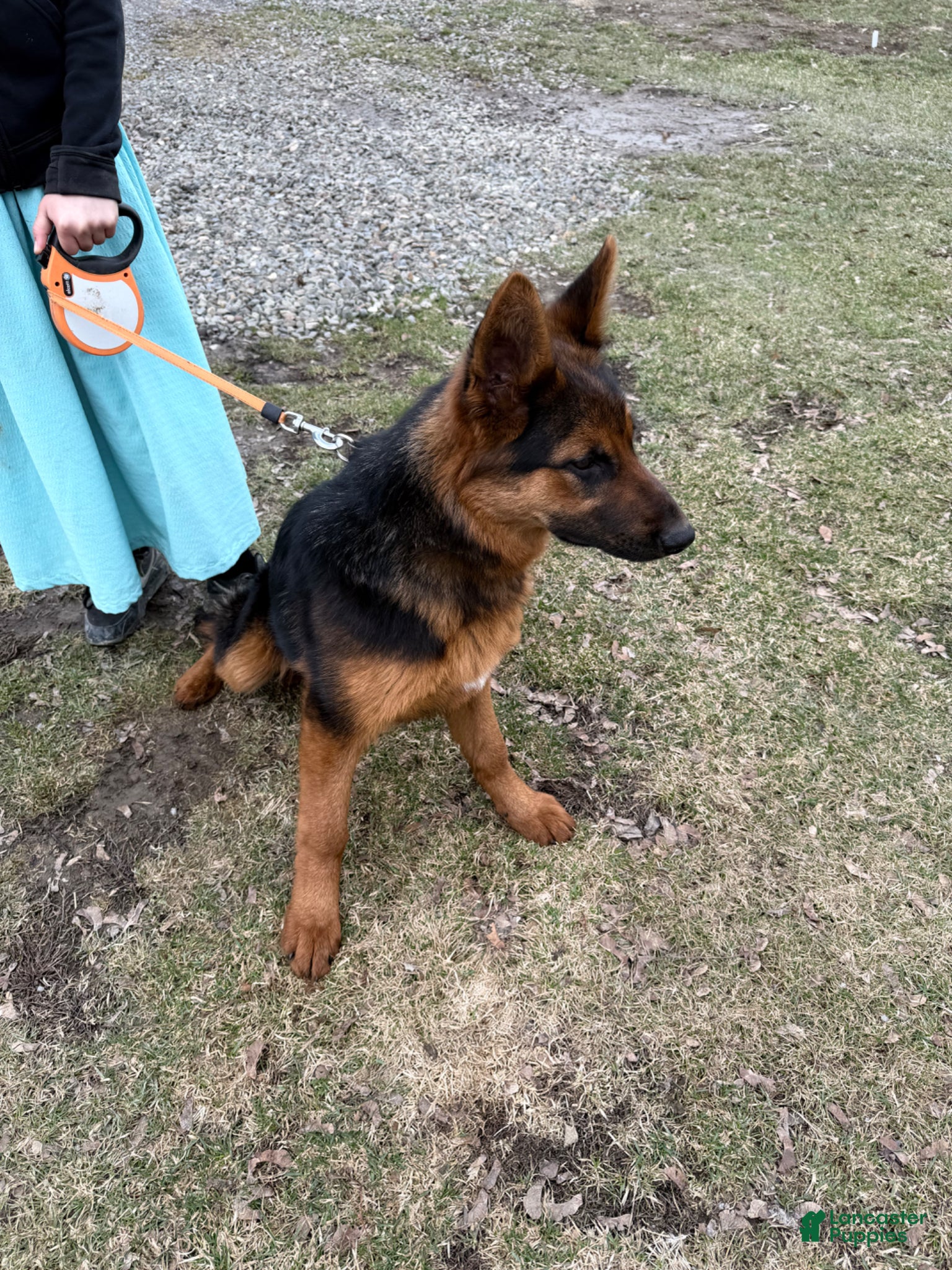 German Shepherd dogs German Shepherd Puppy 1 - Ad 1