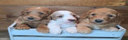 Mini Goldendoodle dogs for sale: Mini Goldendoodle 3 "Maple" pending  - Ad 6