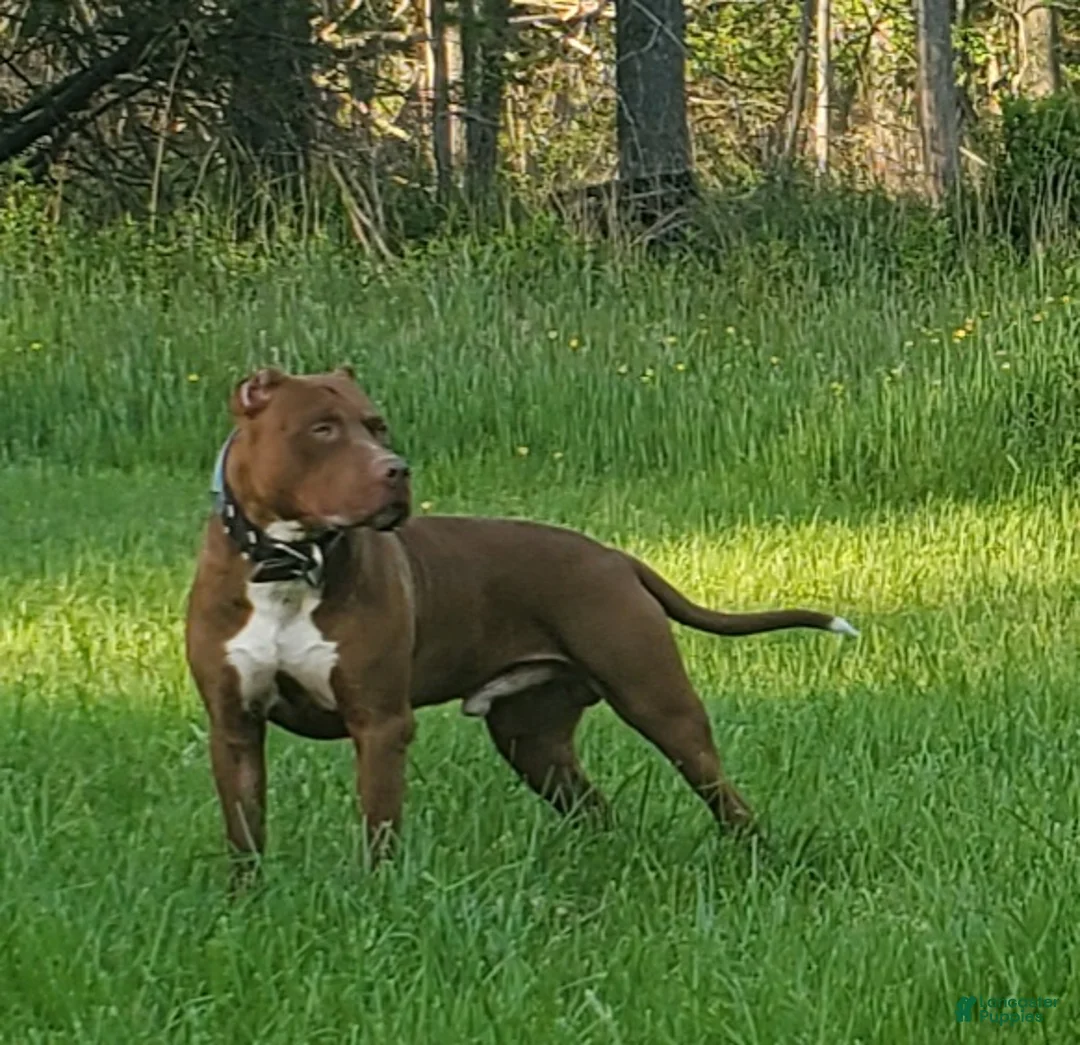 American Bully dogs for sale: Jax Forrest - Ad 3