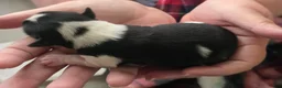 Morkie dogs for sale: Morkie Puppy 2 - Ad 3