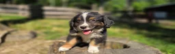 Australian Shepherd dogs for sale: Australian Shepherd Puppy 7 "Diam" - Ad 7