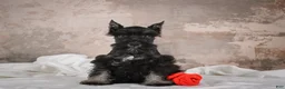 Miniature Schnauzer dogs for sale: MIDNIGHT - Ad 5
