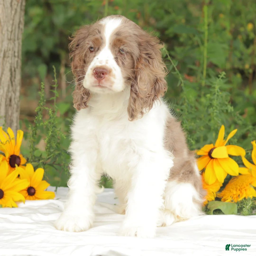 Cocker Spaniel dogs for sale: Calia - Ad 2