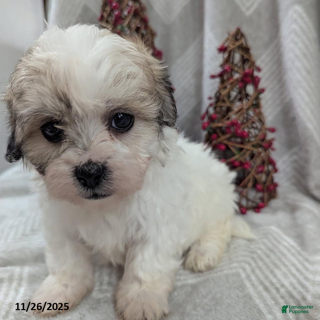 Teddy Bear dogs for sale: Isaiah - Ad 5