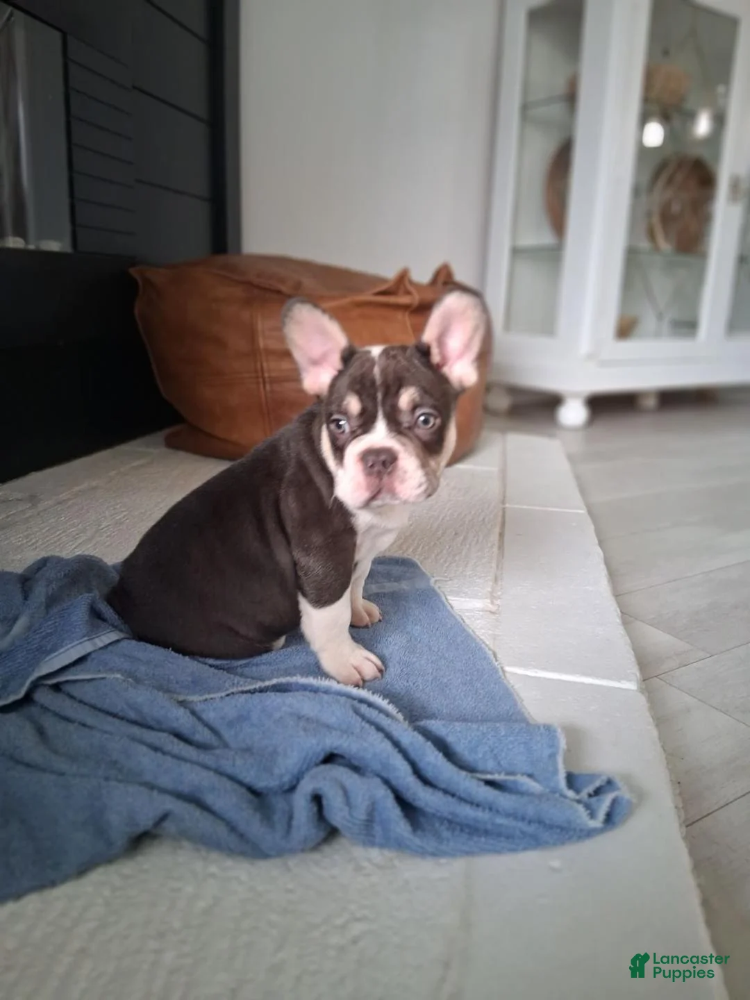 French Bulldog dogs for sale: Jasper  - Ad 4