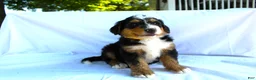 Bernedoodle dogs for sale: Rascal - Ad 8