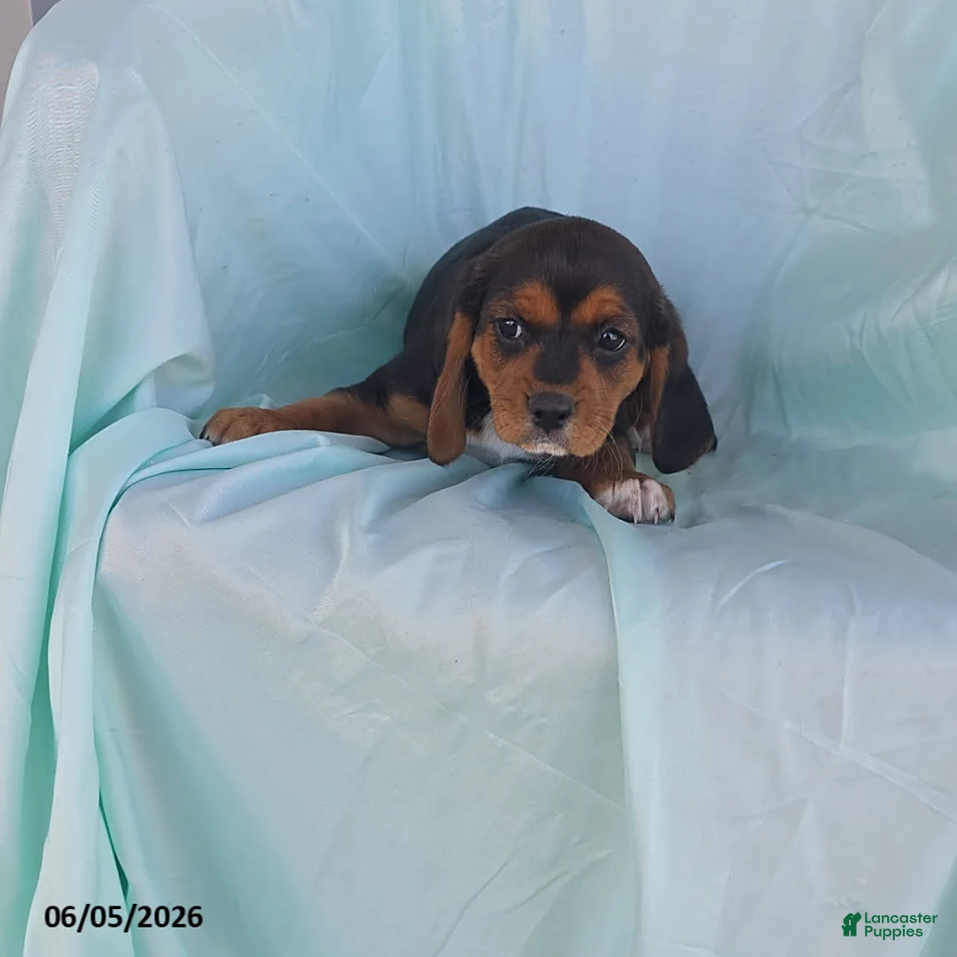 Beaglier dogs for sale: Haley  - Ad 2