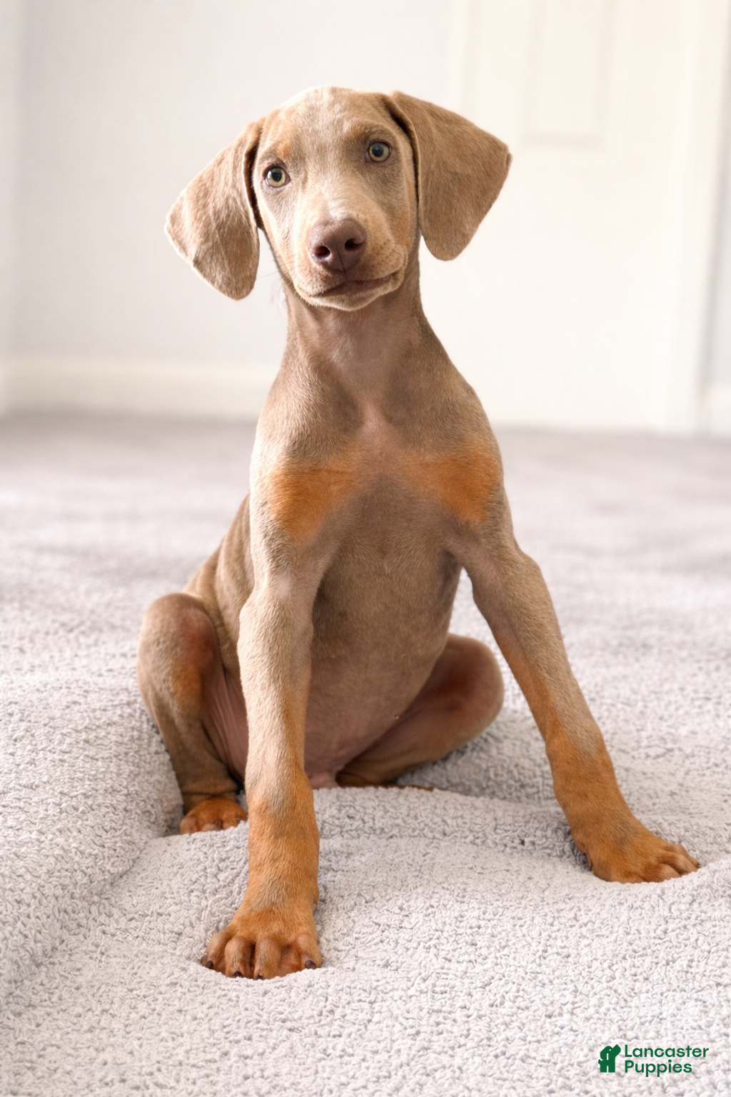 Doberman Pinscher dogs Moose - Ad 36