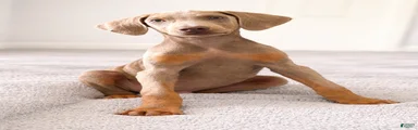 Moose
