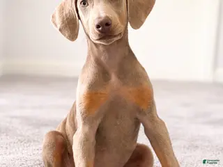 Doberman Pinscher dogs Moose - Ad 36