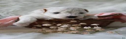 Bichpoo dogs for sale: Fern - Ad 2