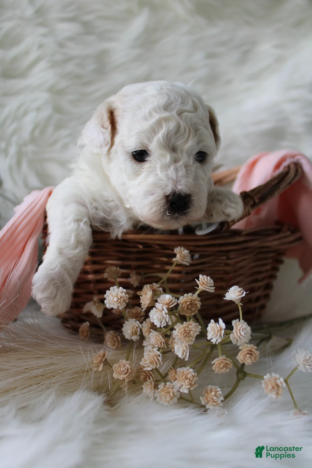Bichpoo dogs for sale: Fern - Ad 2