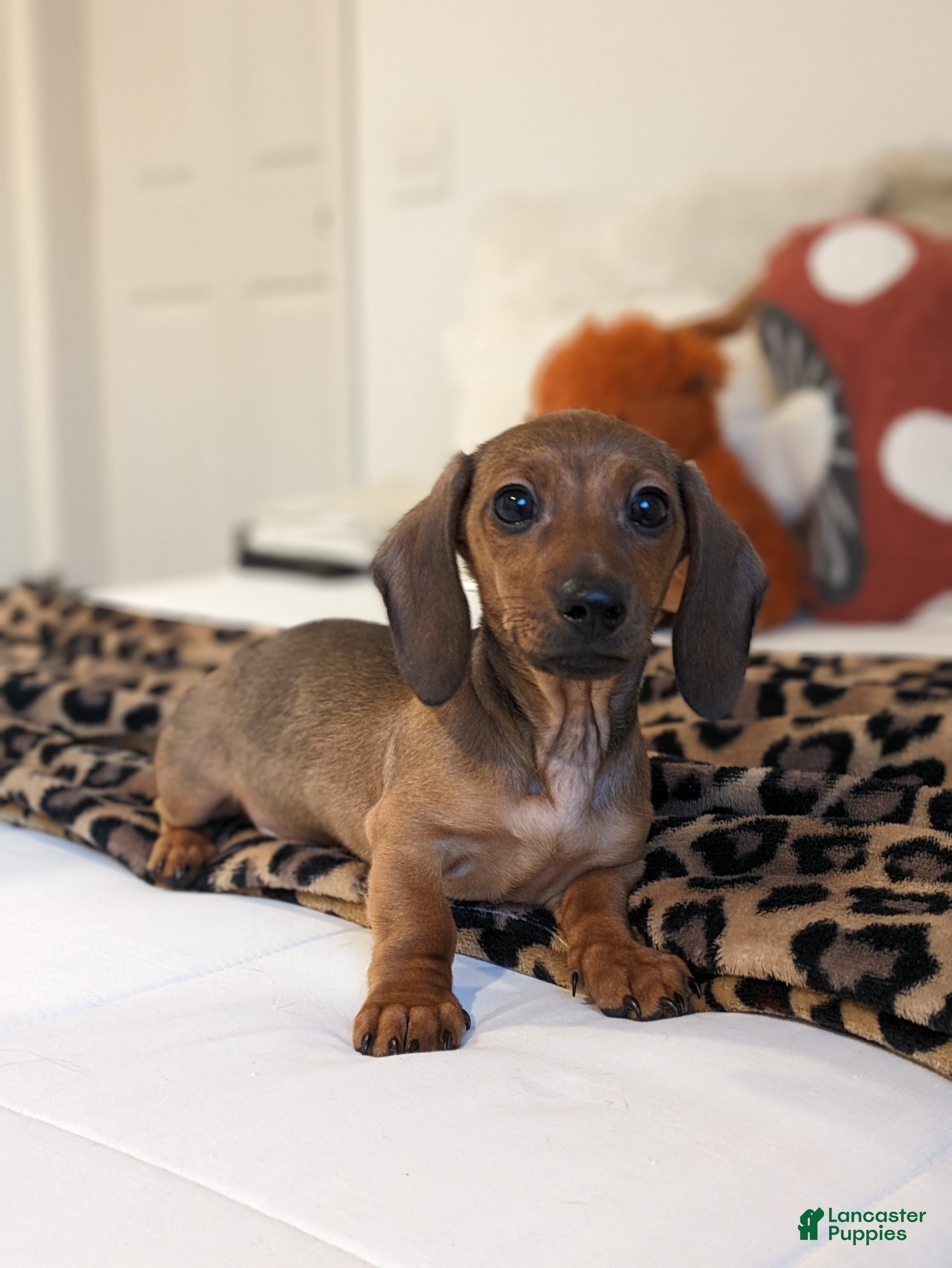 Dachshund dogs Posey  - Ad 4