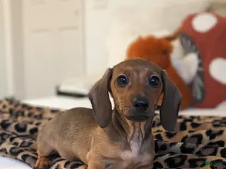 Dachshund dogs Posey - Ad 4