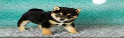 Shiba Inu dogs for sale: Anson  - Ad 3