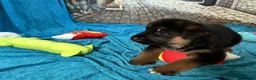 German Shepherd dogs for sale: Betty - Ad 8