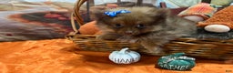 Pomeranian dogs for sale: Joy small - Ad 4