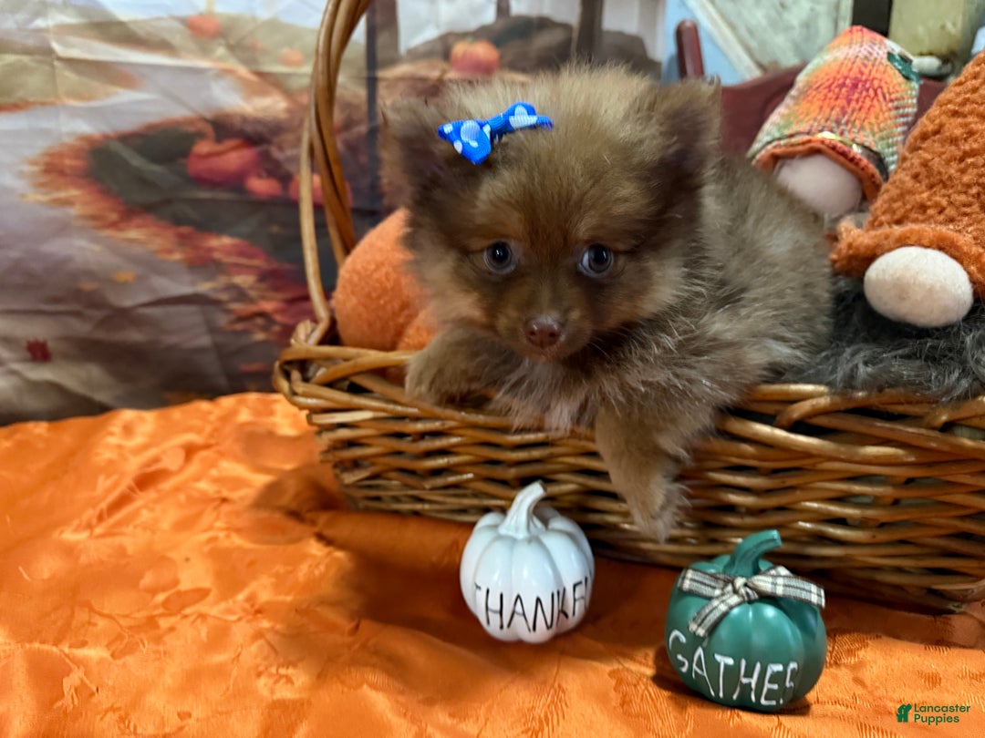 Pomeranian dogs for sale: Joy small - Ad 4