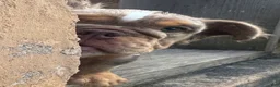 English Bulldog dogs for sale: Molly - Ad 2