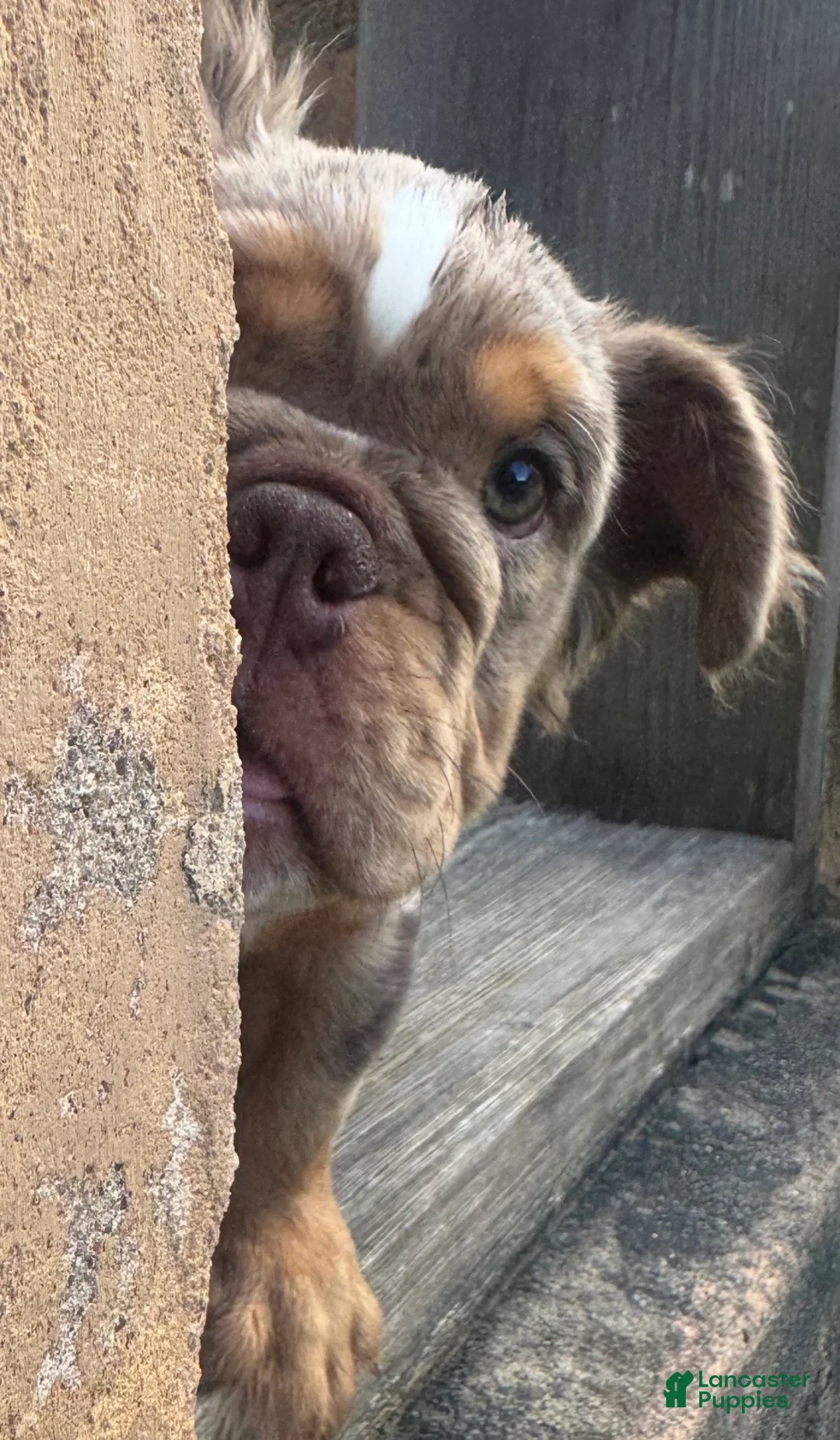 English Bulldog dogs for sale: Molly - Ad 2