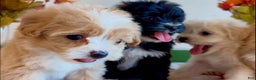 Shorkie dogs for sale: Shorkie Puppy 2 - Ad 11