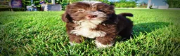 Havapoo dogs for sale: Emma - Ad 14
