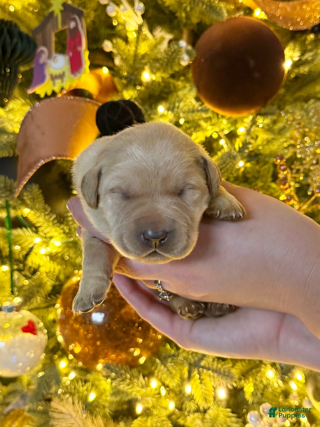 Labrador Retriever dogs for sale: Labrador Retriever Puppy 5 - Ad 1