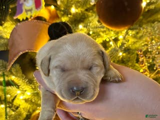 Labrador Retriever dogs Labrador Retriever Puppy 5 - Ad 19