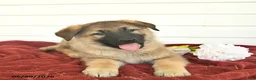 German Shepherd dogs for sale: Clover - Ad 8