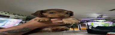 Dachshund 1