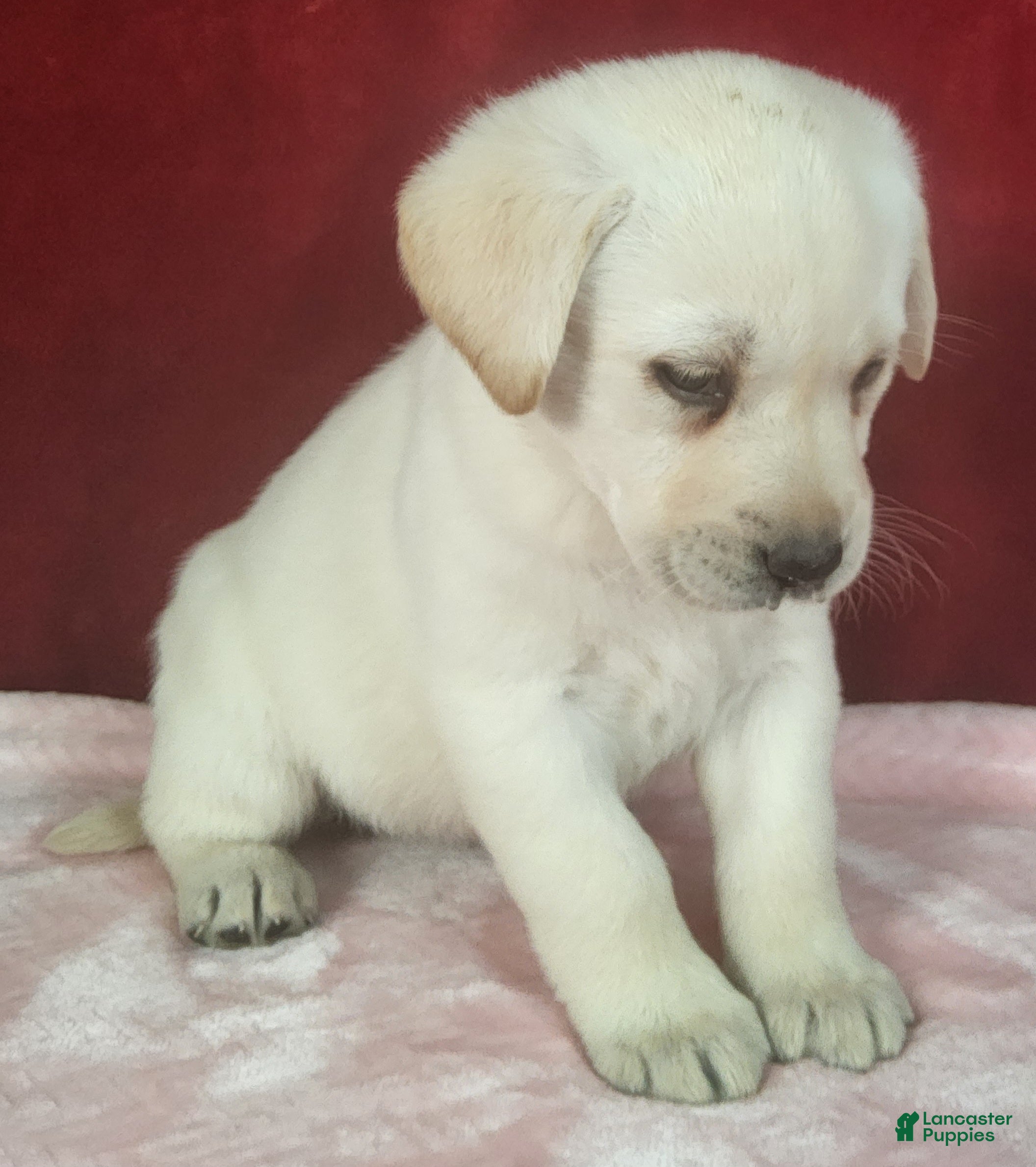 Labrador Retriever dogs Bess - Ad 2