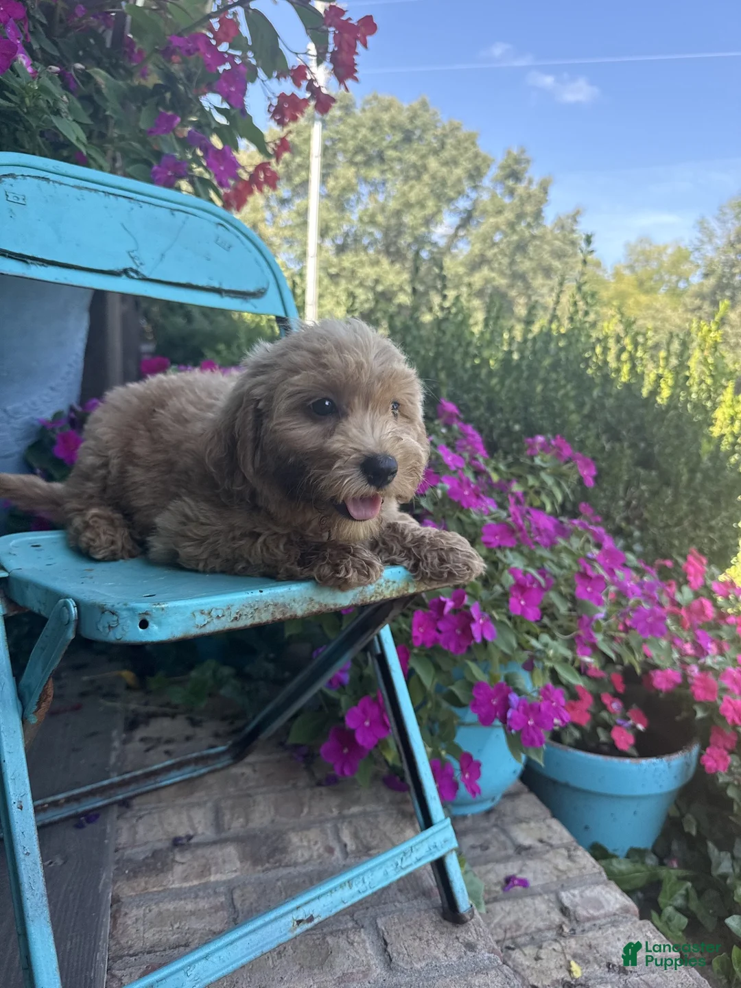 Miniature Labradoodle dogs for sale: Chloe - Ad 2