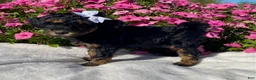 Mini Bernedoodle dogs for sale: Raven - Ad 4