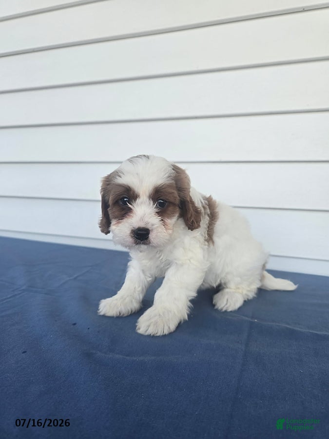 Cavapoo dogs Gracie - Ad 1