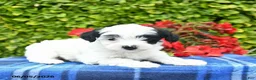 Yorkiepoo dogs for sale: Lilac  - Ad 4