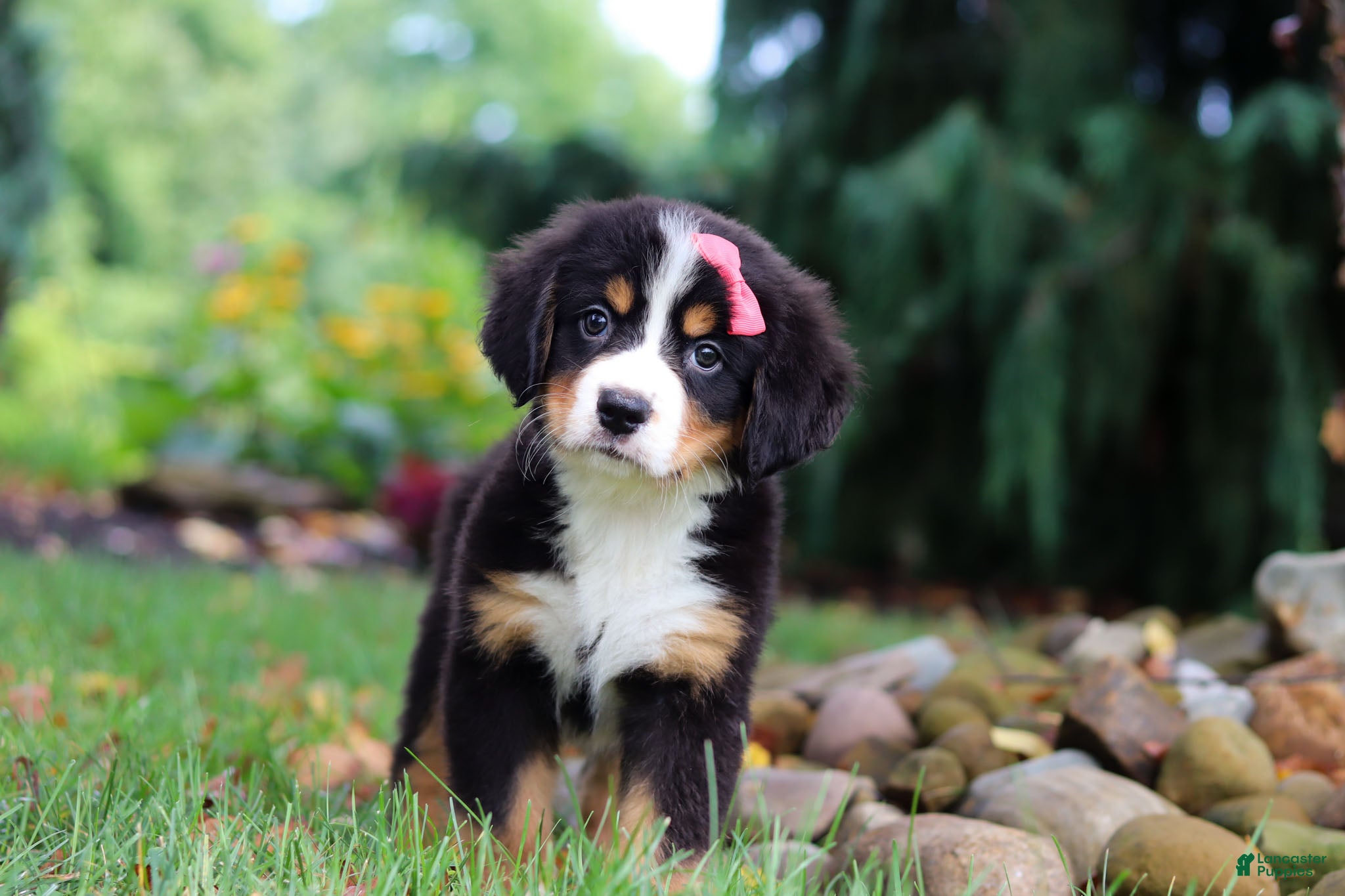 Bernese Mountain Dog dogs Sugar - Ad 1