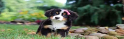 Bernese Mountain Dog dogs for sale: Sugar - Ad 1