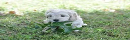 Cavapoo dogs for sale: Cavapoo 1 - Ad 4