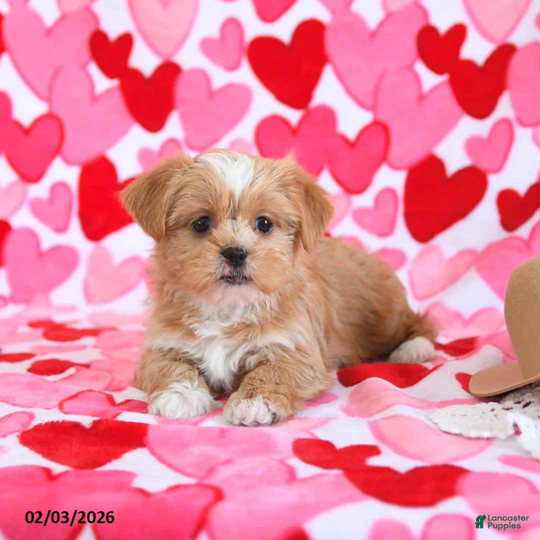 Shorkie dogs for sale: Honey - Ad 2