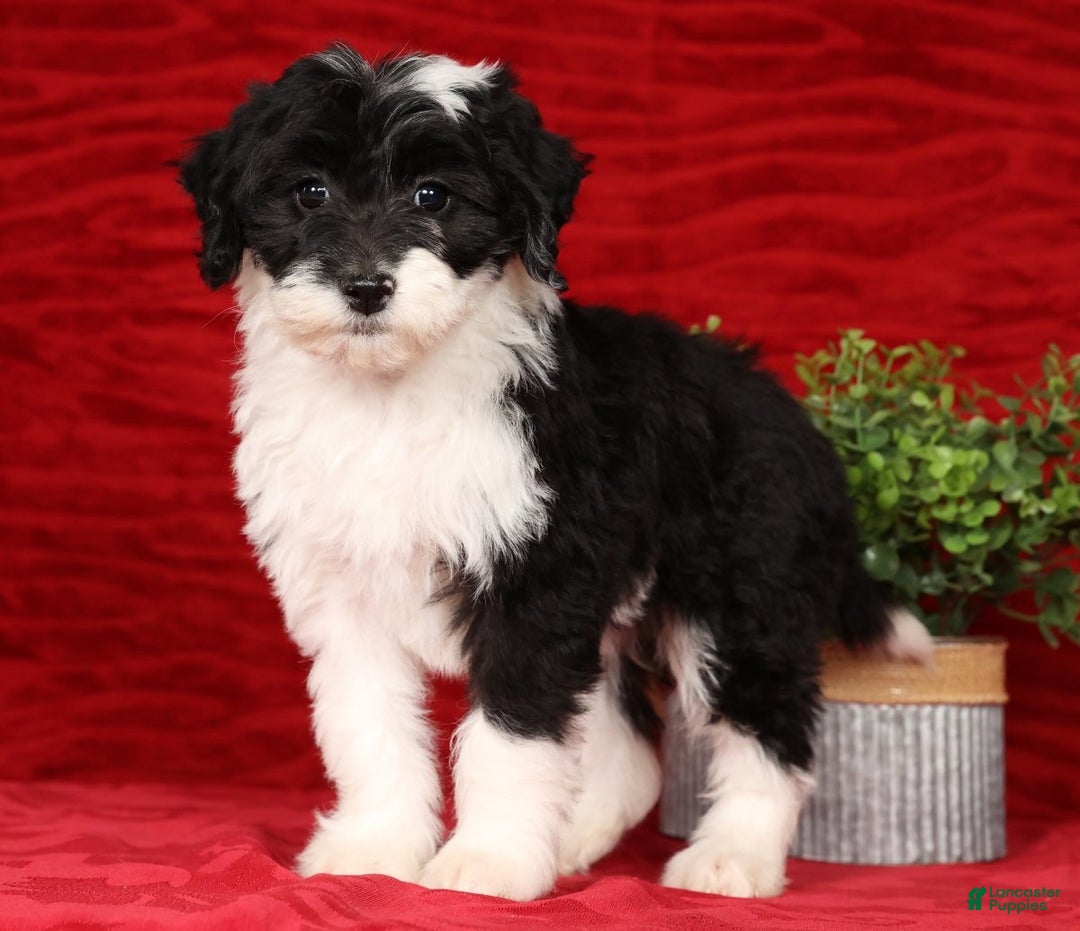 Mini Sheepadoodle dogs for sale: Sophia - Ad 2